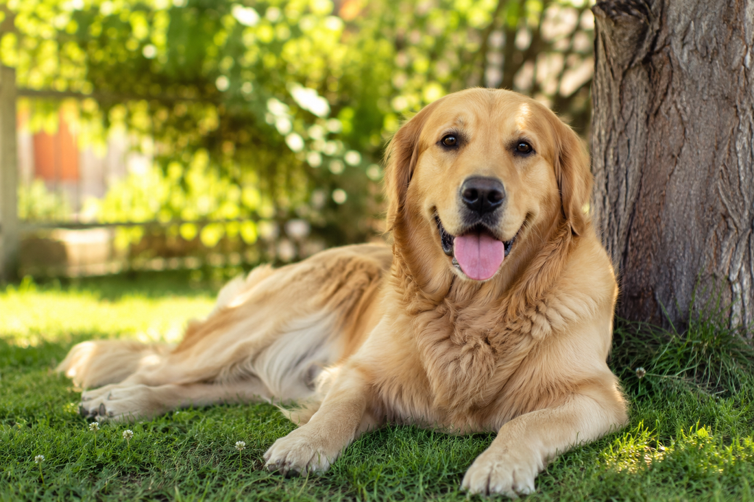 Hitzeschutz für Hunde – So schützt du deinen Hund im Sommer