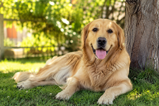 Hitzeschutz für Hunde – So schützt du deinen Hund im Sommer
